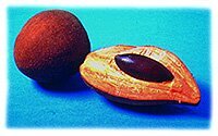 Mamey Sapote